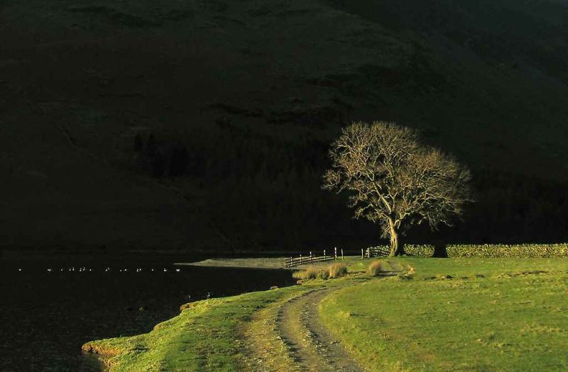 The Buttermere oak.jpg